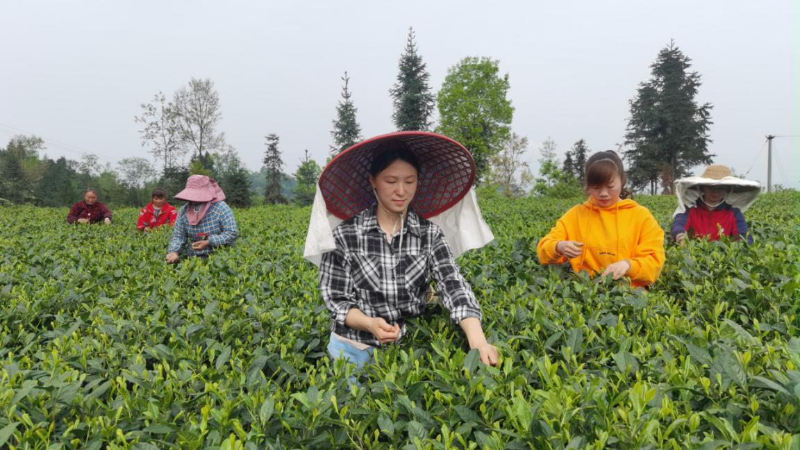 图为四川省眉山市洪雅县川种雅茶手工制作传承人龚瑶